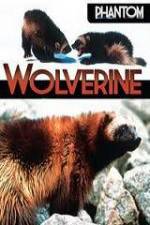 Watch National Geographic Phantom Wolverine 2KMovies