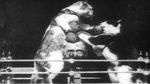 Watch The Boxing Cats (Prof. Welton\'s) 2KMovies