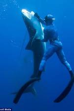 Watch Dive to Tiger Shark Central 2KMovies