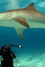 Watch Dive To Tiger Shark Central 2KMovies